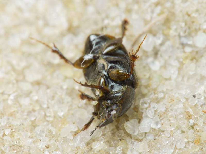 Aphodius Illiger, 1798